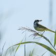 Bergeronnette printanière avec des insectes dans le bec